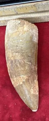 Rare Carcharodontosaurus Dinosaur Tooth T Rex Cousin 95 Mil Yrs Fossil 3 5/8” • $109