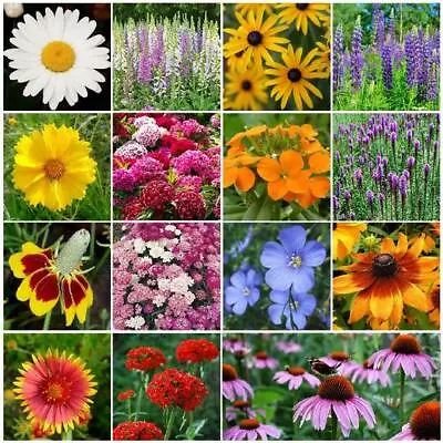 Wildflower Mix ALL PERENNIAL Heirloom Pollinator Garden USA Non-GMO 1000+ Seeds • $3.98