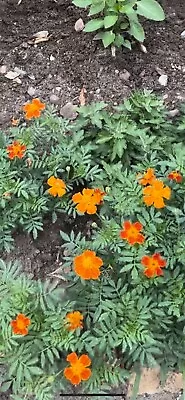 Marigold 50 Fresh Seeds • $0.99