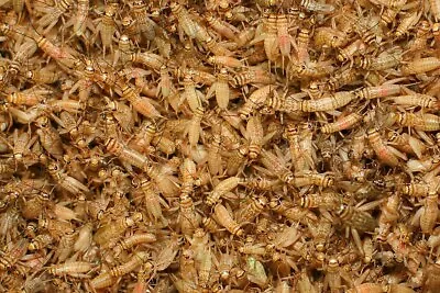 100-5000 Live Crickets - All Sizes -Reptile Food • $16.99