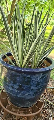 Sansevieria Bantels Sensation Mother In Laws Tongue Snake Plant Garden • $14.50