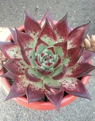 20x Seeds Echeveria Agavoides Ebony( Mexico White-Red) Rare Succulent 07/07/23 • $10