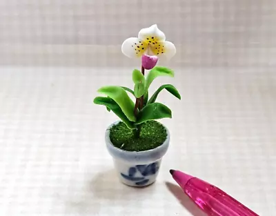 Miniature Paphiopedilum Orchid (#1)  BLUE/GRAY Ceramic Pot - DOLLHOUSE 1:12-ish • $8.98