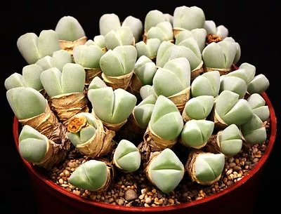 Cheiridopsis Pillansii-CRASSA Rare Living Stones Mesembs Succulent Seed 50 SEEDS • $9.99