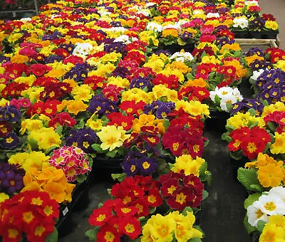 £2.25 • Buy Polyanthus Crown Exhibition Strain, Approx 25 Seeds, Fairy Flower Seeds
