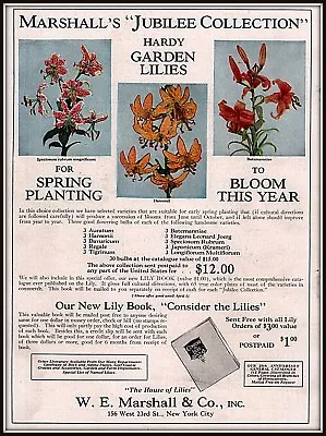 1927 B Ad  Marshall Co Jubilee Garden Lilies Collection Garden Perennials  • $12.99