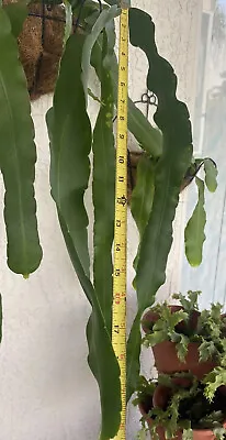 Epiphyllum Orchid Cactus 2 Cuttings Not Rooted 10 Plus Inches EachColor Unknown • $22.32