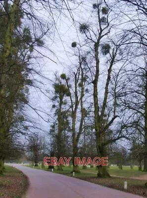 Photo  Avenue Of Lime Trees With Mistletoe In Bushy Park For Some Reason Mistlet • £2.25