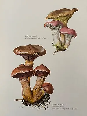 GOMPHIDIUS Mushroom Print. Antique And Vintage Natural Sciences And Spore • $26.40