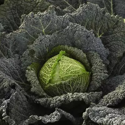 Cabbage Seeds Vegetable Annual Garden Plant 'Cordesa' 1 Packet 20 Seeds T&M • £3.99