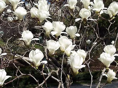 Magnolia Denudata MAGNOLIA TREE SEEDS! • $4.99