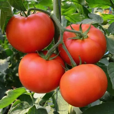 Homestead Tomato Seeds 100 Ct Vegetable Garden HEIRLOOM NON-GMO US FREE SHIPPING • $2.60