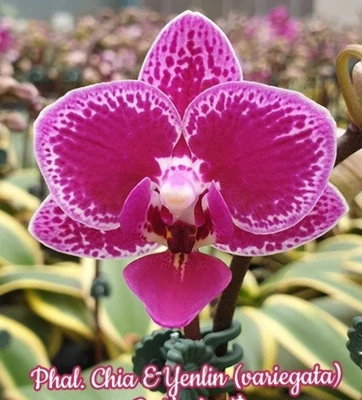 $28 • Buy Phalaenopsis Chia - E Yenlin 'variegted'