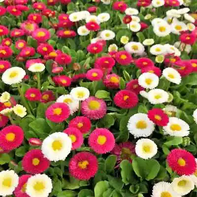 English Daisy Bellis Perennis Super Enorma Mixed 450 Seeds+ FREE PLANT LABEL  • £0.99