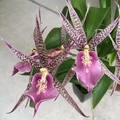 Miltassia Charles M Fitch 'Izumi' AM/AOS BS Orchid Plant 3.5  Pot • $19.99