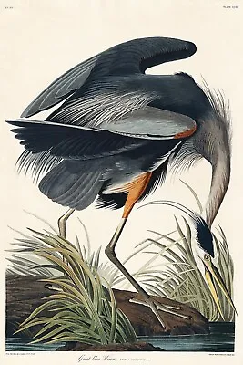 Great Blue Heron J.J. Audubon Birds Of America Giclee Art Print  + Ships Free • $59