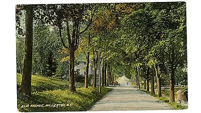 Millerton NY - TREE LINED ELM AVENUE - Postcard • $10