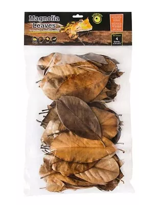 Magnolia Leaves 4qt Terrarium Decoration • $16.55