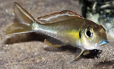 Callochromis Pleurospilus Kigoma Tanganyika Cichlid 4cm • £30