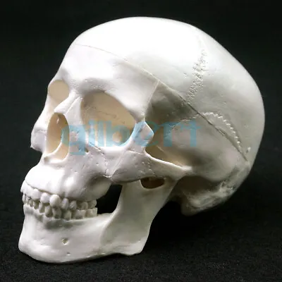 PVC Mini Skull Human Anatomical Anatomy Head Model Convenient Medical Teaching • $8.70