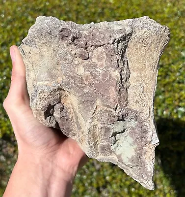 BIG Atlasaurus Sauropod Partial Vertebrae Bone Dinosaur Bone Fossil Morocco • $99.99