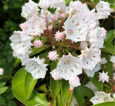 White Mountain Laurel LIVE Plant Bare Root All Natural 1 Ft + • $9.95