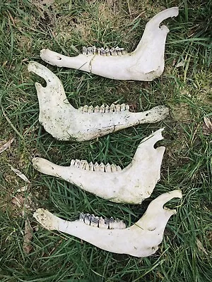 Sheep Jawbones Bone Jaw Bones Skull Skulls Oddity Craft Witch Altar Taxidermy • £20
