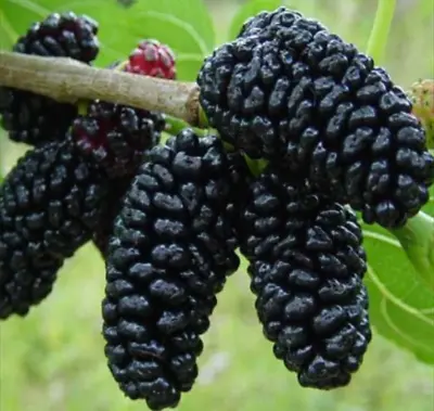 Mulberry Black - 50 Seeds • $7.99