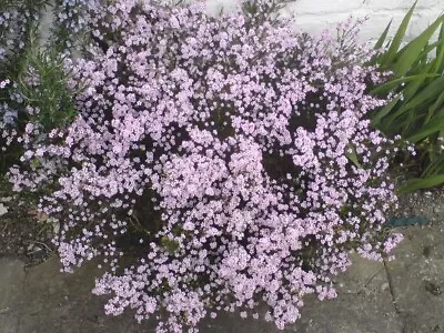 X3 PLUGS.DIOSMA PINK FOUNTAIN..PLANT GARDEN.UNUSUAL ....rare. PLUG PLANTS • £9.99