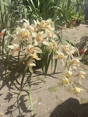 $34 • Buy CYMBIDIUM ORCHID LOWIANUM X SARAH JEAN ‘TRISH’