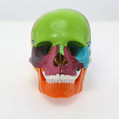 Anatomy Mini Skull Model 15Parts Detachable Human Anatomy Exploded Skull Colored • $35.46