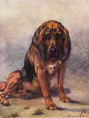 Bloodhound Lovely Original Dog Colour Art Print Page From 1934 By Maud Earl • $12.43