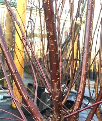 Prunus Serrula Multistem Bare Root Flowering Cherry Tree 120-150cm Plant • £31.99