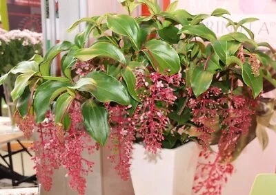 **BELLA** Magnifica Medinilla Plant~Live Well Rooted STARTER Plant~ VERY RARE • $29.99