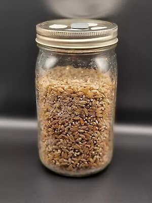 Sterilized Rye Grain (Rye Berry) Mushroom Substrate Growing Jars • $20
