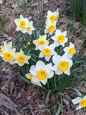 100 Daffodil Flower Bulbs Fragrant Unique Spring Blooms • $40