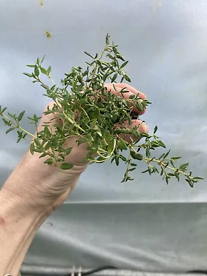 2 X Thyme Plug Plants - Herbs - Thymus Vulgaris - Grow Your Own Veg - Allotment • £4