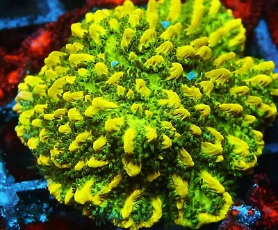 Jason Fox Limelight Hydnopora Zoanthids Paly Zoa SPS LPS Corals 1 Inch Frag • $19.99