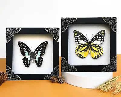2 Real Frame Butterfly Insect Taxidermy Dried Shadow Box Decor Wall Hanging Gift • $44