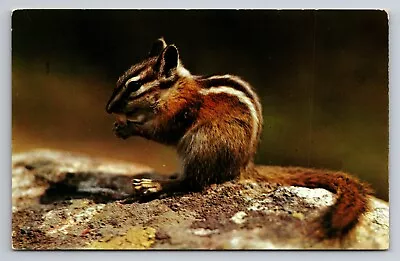 Greetings From Manitowish Waters Wisconsin Vintage Unposted Postcard Chipmunk • $6