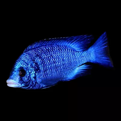 White Lips Cichlid | Male & Female | Placidochromis Phenochilus | Malawi Cichlid • £30.36