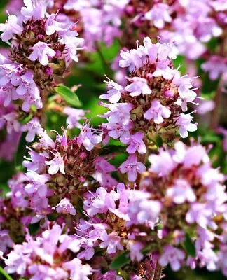 Purple Creeping Thyme Groundcover Perennial Wild Fragrant Pollinator NON-GMO • $16.98