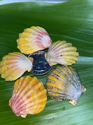 5 HAWAII HAWAIIAN SUNRISE SHELL Shells CoLoRs Sunriseshells PENDANTS ??Earrings • $85