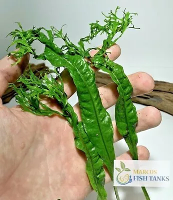 *BUY 2 GET 1FREE* Lace Java Fern Microsorum Windelov Live Aquarium Plants ✅ • $8.99