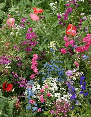 Wildflower Mix SHADE With Perennials 16 Species Pollinators Non-GMO 1000 Seeds • $3.98