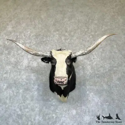 #26340 N+ | Longhorn Cross Steer Taxidermy Shoulder Head Mount - Steer Bull • $5495