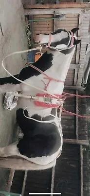 Red And White Cob Quick Hitch Harness • £130