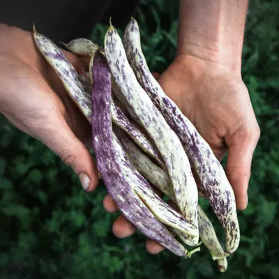 Dragon's Tongue Bush Beans Seedlings  (3  Container) • $5