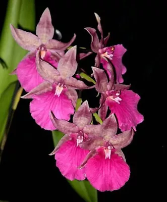 Odont Pacific Paranoia 'Other Side Of Cool' Live Orchid Plant 1B29 • $17