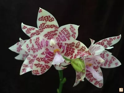$50 • Buy Orchid Phalaenopsis Heirogyphica Species